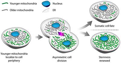 Mitochondrial Tethers and Their Impact on Lifespan in Budding Yeast